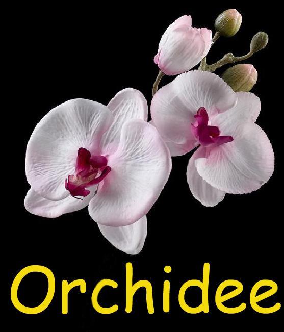 Апартаменты Orchidee Comines-Warneton Экстерьер фото